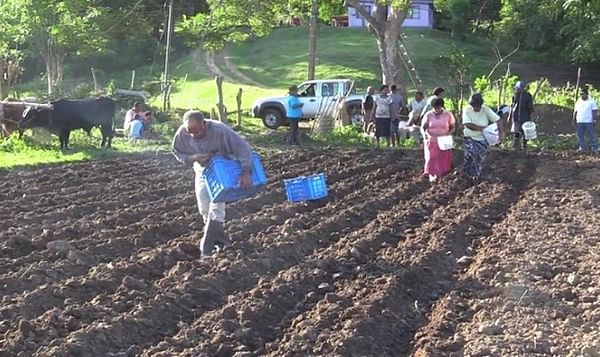 It is Potato Planting Season on Fiji