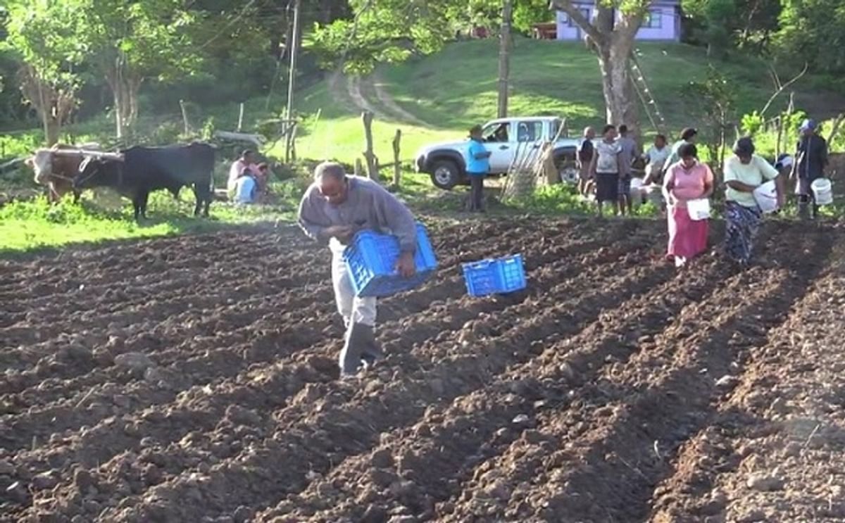 On Fiji, planting season for potatoes has begun in the Western division.