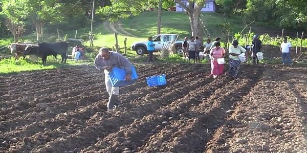 It is Potato Planting Season on Fiji