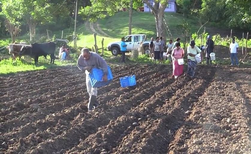 On Fiji, planting season for potatoes has begun in the Western division.