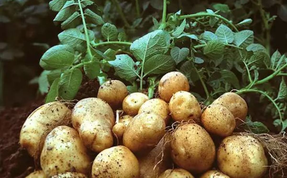 Dos nuevos documentos sobre citología aplicada al mejoramiento genético de la papa Dos nuevos documentos sobre citología aplicada al mejoramiento genético de la papa