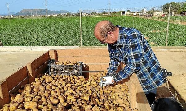España: Fin de la campaña de la patata en .