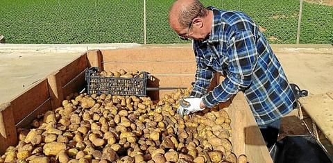 España: Fin de la campaña de la patata en .