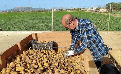 España: Fin de la campaña de la patata en Mallorca. España: Fin de la campaña de la patata en Mallorca.