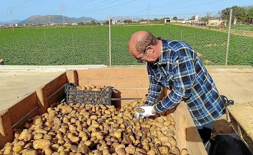España: Fin de la campaña de la patata en Mallorca.