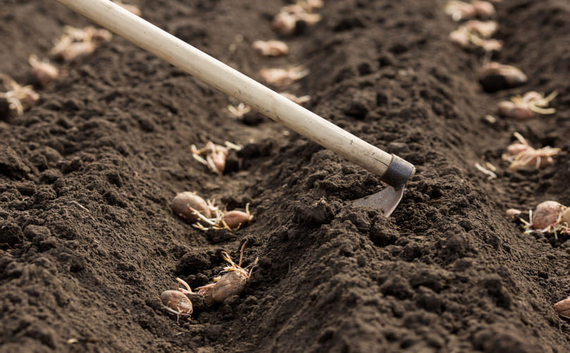 Foundation of High-Yield Potato Production: Proper Soil Preparation