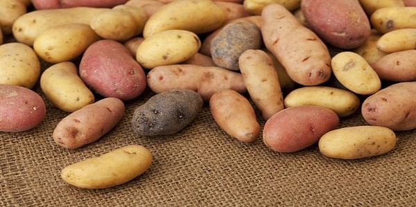  Fingerling potatoes