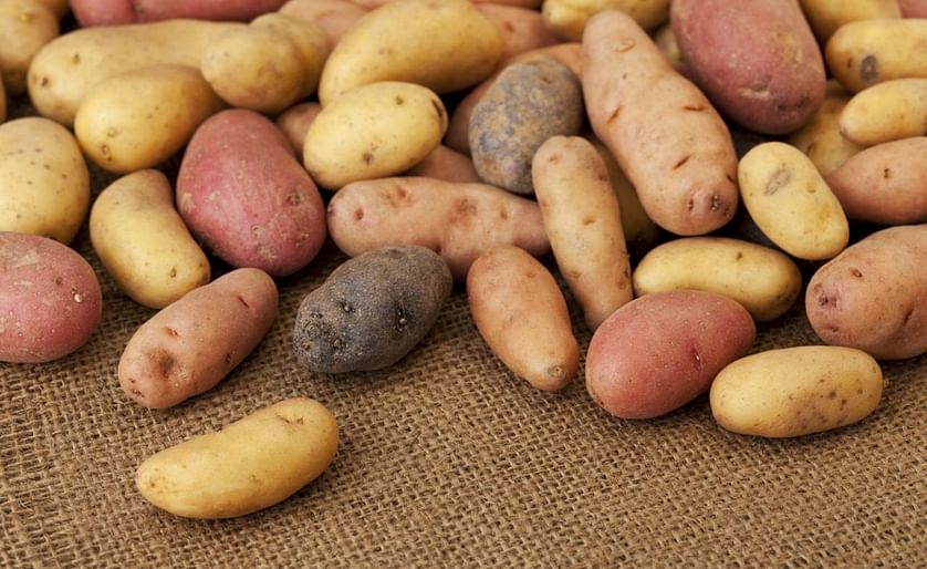 Specialty Potato Alliance extends range of fingerling potatoes