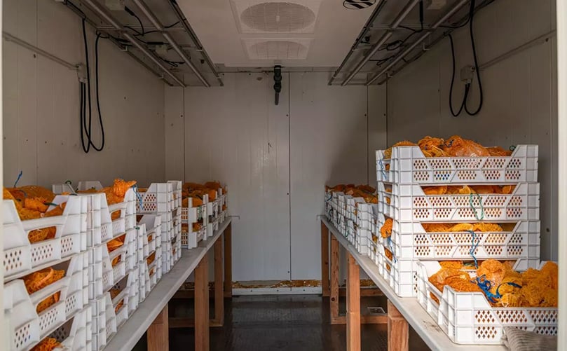 The first potato harvest of the project has already been gathered at the MPI MP. The first potato harvest of the project has already been gathered at the MPI MP.