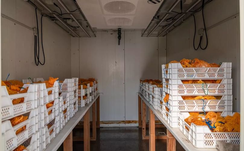 The first potato harvest of the project has already been gathered at the MPI MP. The first potato harvest of the project has already been gathered at the MPI MP.