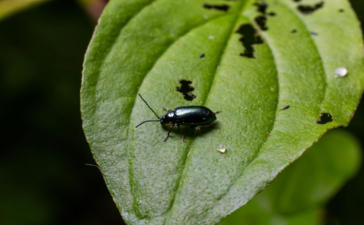 Flea Beetle