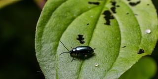 Flea Beetle Flea Beetle