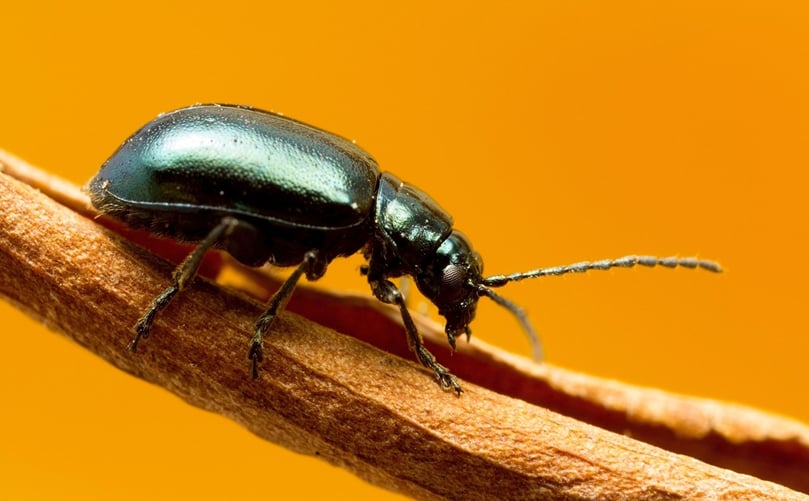 Flea Beetle Flea Beetle