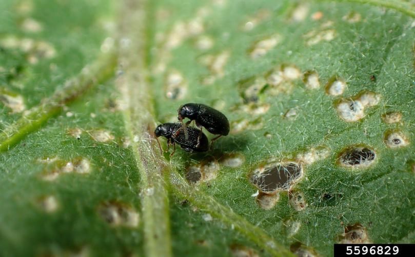potato flea beetle (Epitrix cucumeris) potato flea beetle (Epitrix cucumeris)