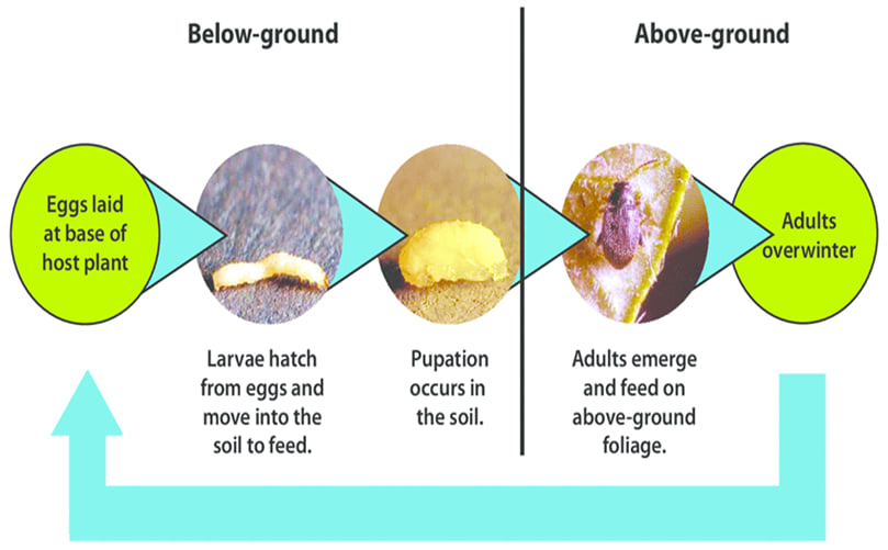 Flea beetle life cycle. Flea beetle life cycle.