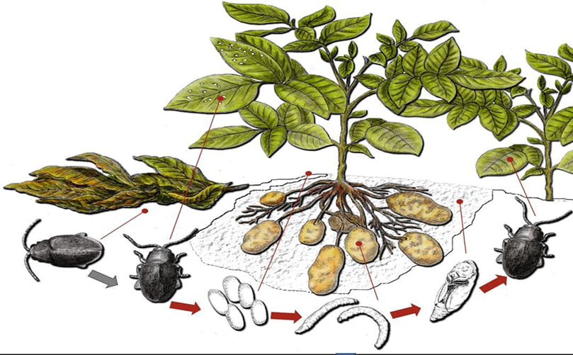 Life cycle of Epitrix potato flea beetles. Life cycle of Epitrix potato flea beetles.