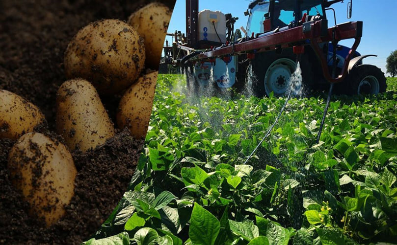 Chemical Management Strategies for Epitrix Potato Flea Beetles Chemical Management Strategies for Epitrix Potato Flea Beetles