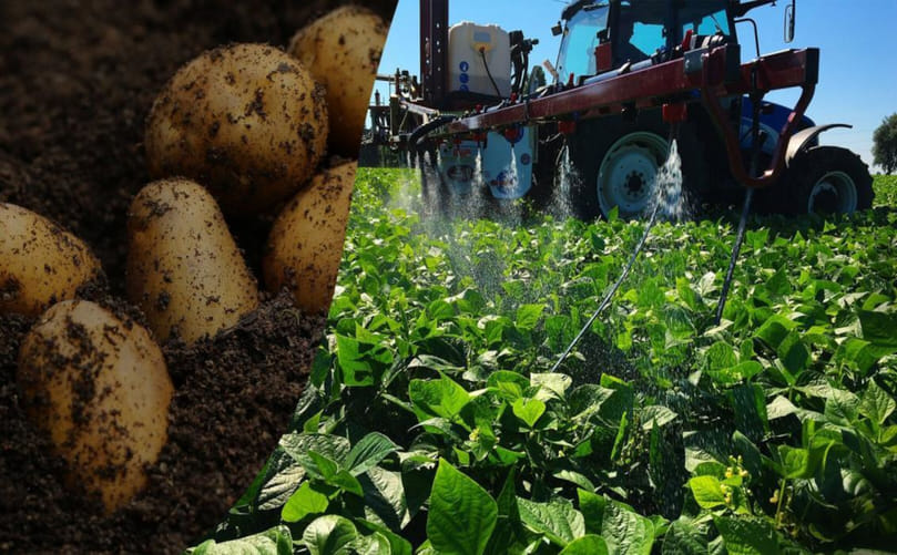 Chemical Management Strategies for Epitrix Potato Flea Beetles