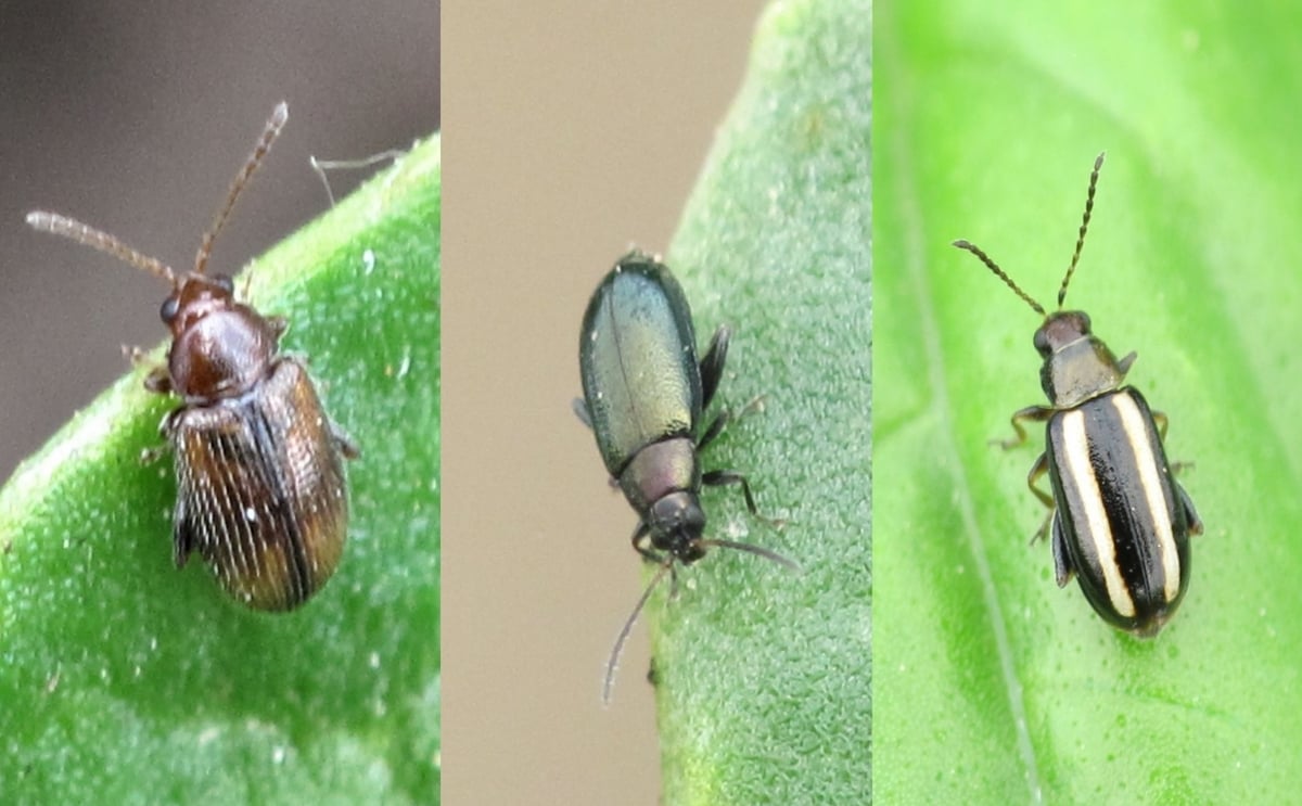Comparative Images of Potato-Infesting Flea Beetles Comparative Images of Potato-Infesting Flea Beetles