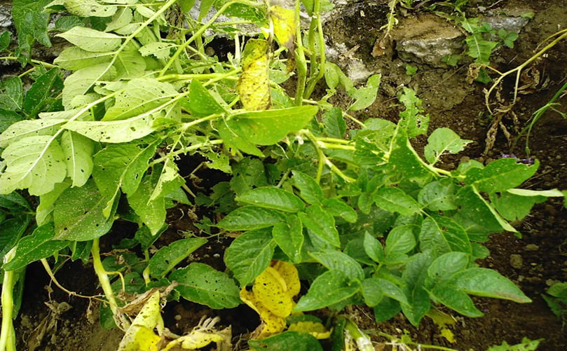 Flea Beetle Infestation on Potato Foliage Flea Beetle Infestation on Potato Foliage
