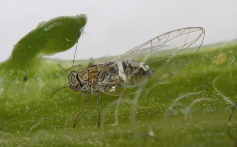Pea Leafminer Fly (Liriomyza huidobrensis) Adult Identification in Potato Crops