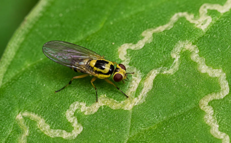 Pea Leafminer Fly (Liriomyza huidobrensis) on Potato Leaf