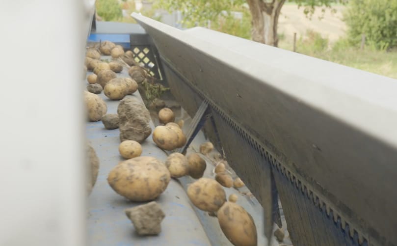 Flikweert Vision Divider Select uses optical detection to remove clods, stones and defects