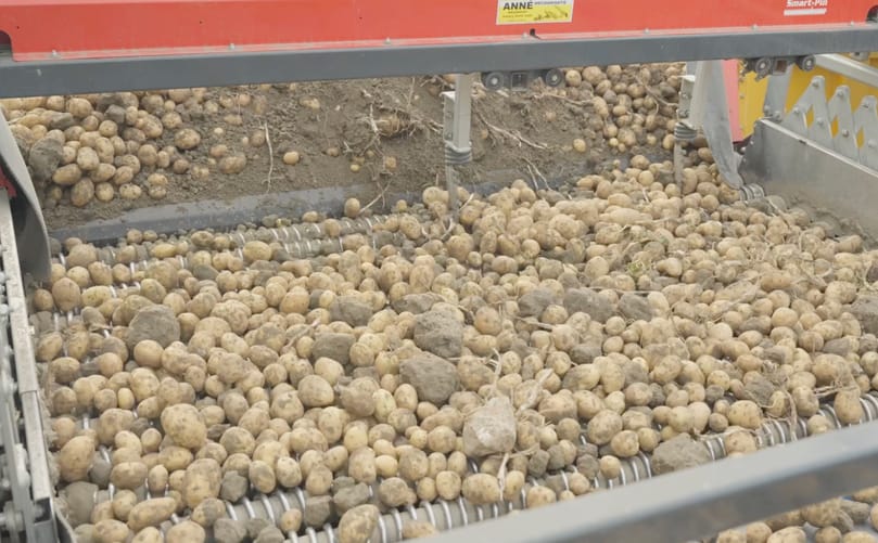 Flikweert Vision Divider Select improves product flow and quality control during harvest operations