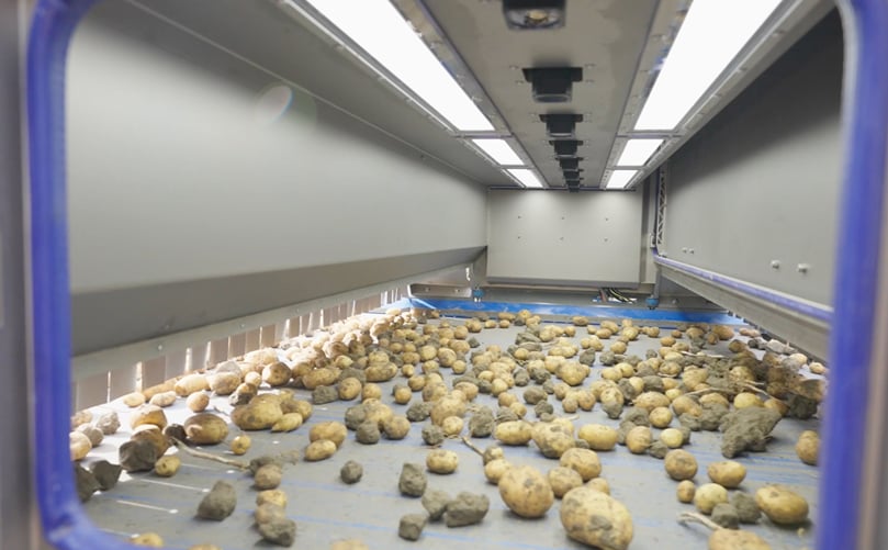 Clean potatoes exit the Flikweert Vision Divider Select onto a smooth conveyor for storage