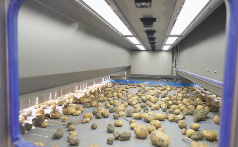 Clean potatoes exit the Flikweert Vision Divider Select onto a smooth conveyor for storage