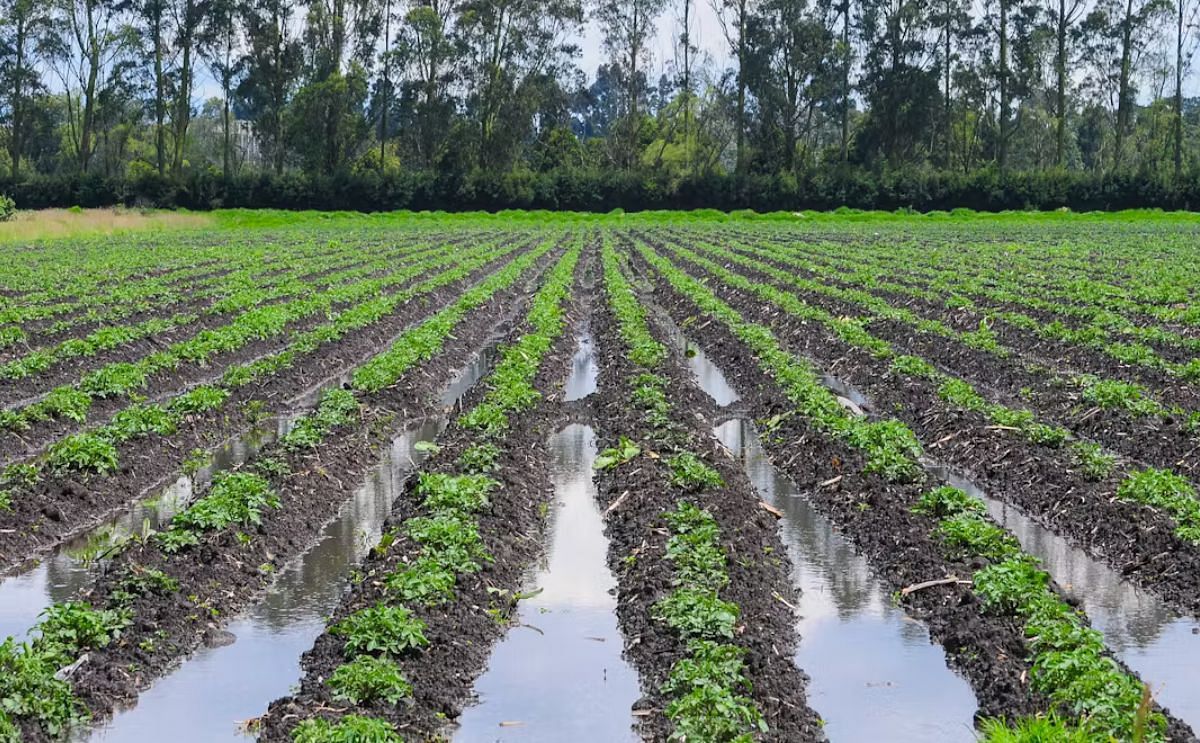 Bolivia: perdidas agrícolas enorme debido a las lluvias Bolivia: perdidas agrícolas enorme debido a las lluvias