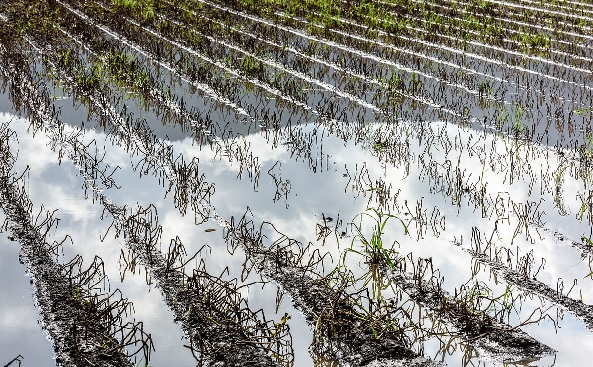 How do different potatoes respond to heat, drought, and waterlogging stresses? EU-backed scientists are investigating the changes that make potatoes resilient or susceptible.