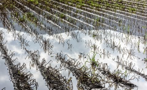 How do different potatoes respond to heat, drought, and waterlogging stresses? EU-backed scientists are investigating the changes that make potatoes resilient or susceptible. How do different potatoes respond to heat, drought, and waterlogging stresses? EU-backed scientists are investigating the changes that make potatoes resilient or susceptible.