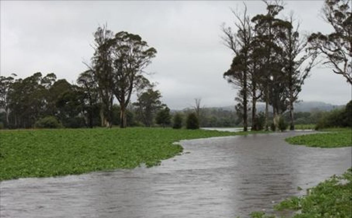 Floodwater cuts this Tasmanian potato field in half (Courtesy ABC Rural) Floodwater cuts this Tasmanian potato field in half (Courtesy ABC Rural)