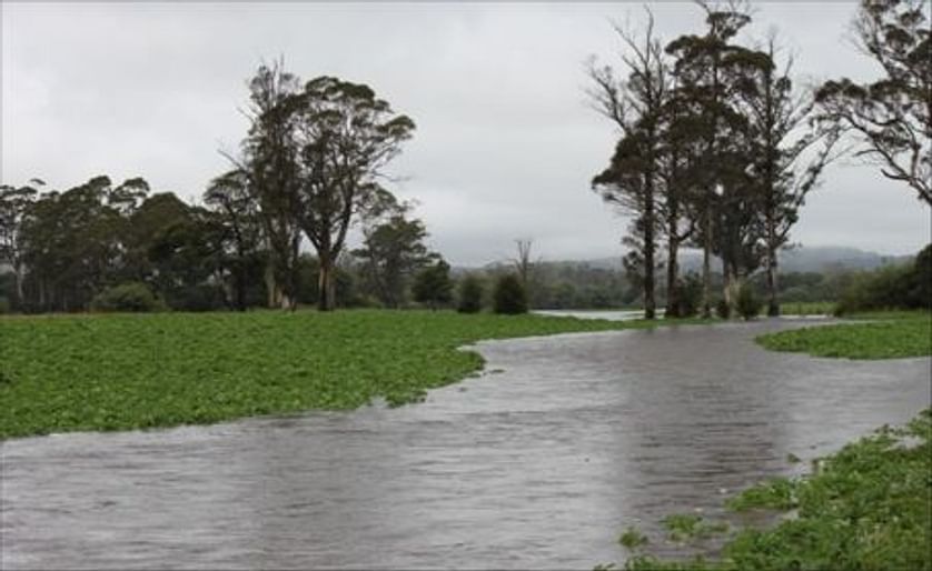 Tasmanian Floods may have destroyed 20% of the potato crop