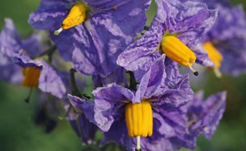 Holanda presenta resultados de investigación sobre resistencia a tizón tardío Holanda presenta resultados de investigación sobre resistencia a tizón tardío