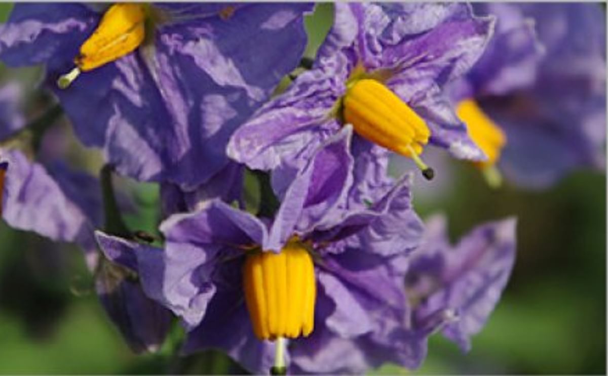 Holanda presenta resultados de investigación sobre resistencia a tizón tardío Holanda presenta resultados de investigación sobre resistencia a tizón tardío