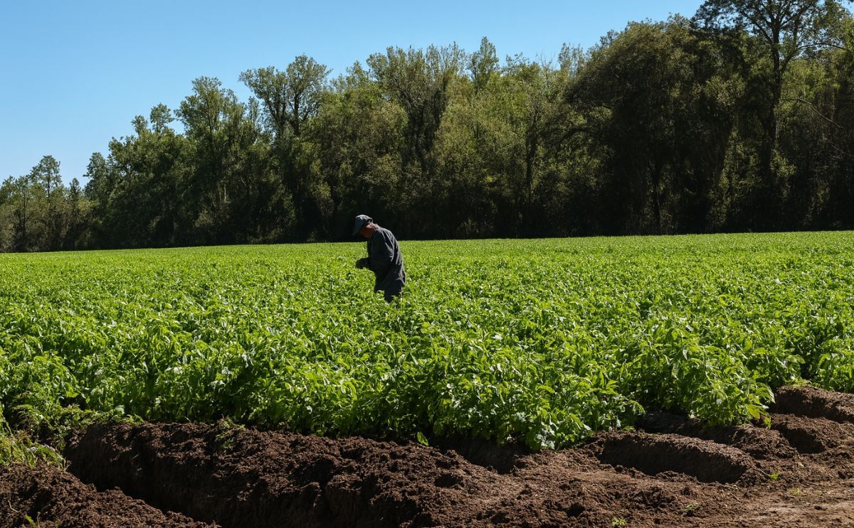 Potato field of Blue Sky Farms in Hastings, Florida, United States.
