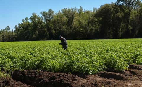 Potato field of Blue Sky Farms in Hastings, Florida, United States. Potato field of Blue Sky Farms in Hastings, Florida, United States.