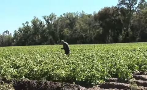 Potato field of Blue Sky Farms in Hastings, Florida, United States. Potato field of Blue Sky Farms in Hastings, Florida, United States.