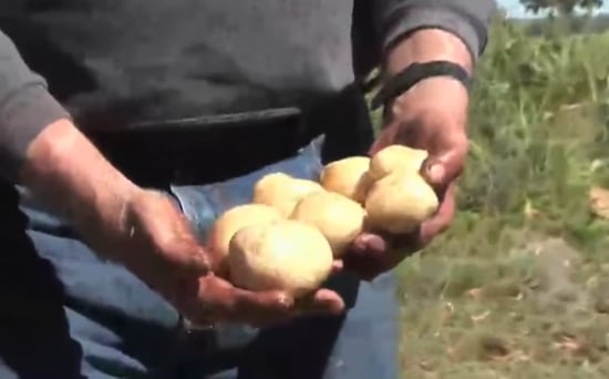 Portrait of potato farmer Danny Johns of Blue Sky Farms in Hastings, Florida
Portrait of potato farmer Danny Johns of Blue Sky Farms in Hastings, Florida