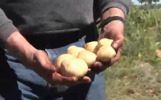 Portrait of potato farmer Danny Johns of Blue Sky Farms in Hastings, Florida
