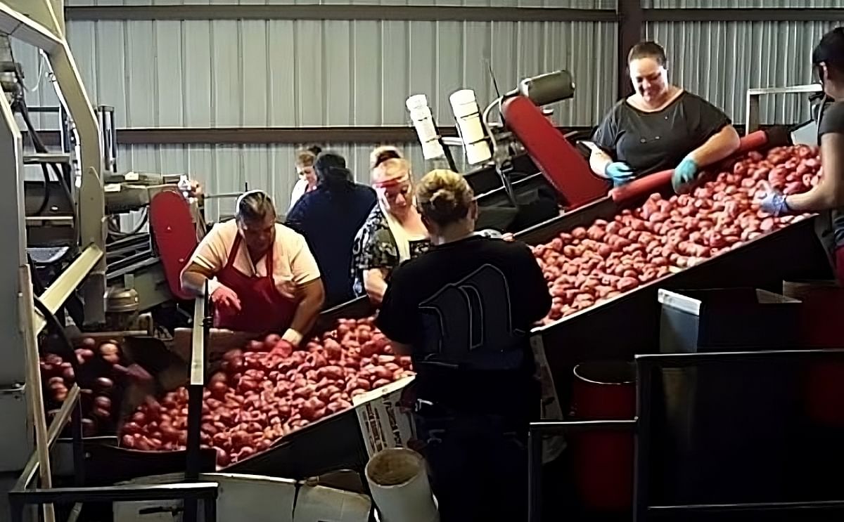 Florida Potato Growers positive on quality of crop Florida Potato Growers positive on quality of crop
