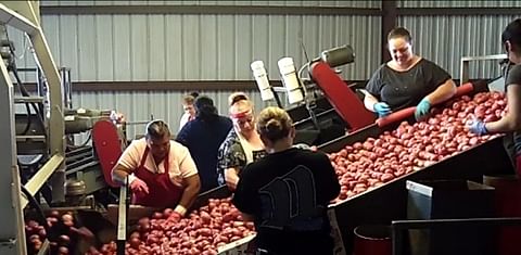 Florida Potato Growers positive on quality of crop