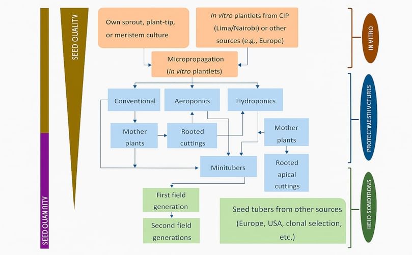 Schematic Representation of Seed Potato Supply Pathways CAPTION