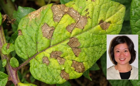 Lydia Tymon, (inset) talks about the best management tactics to prevent resistance in Alternaria species (Early Blight).Main picture shows Early Blight on a potato leaf, clearly showing the typical concentric growth rings.(Courtesy Dept. of Agriculture an Lydia Tymon, (inset) talks about the best management tactics to prevent resistance in Alternaria species (Early Blight).Main picture shows Early Blight on a potato leaf, clearly showing the typical concentric growth rings.(Courtesy Dept. of Agriculture an