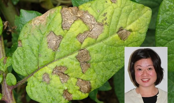  Focus on Potato Webcast Addresses Fungicide Resistance