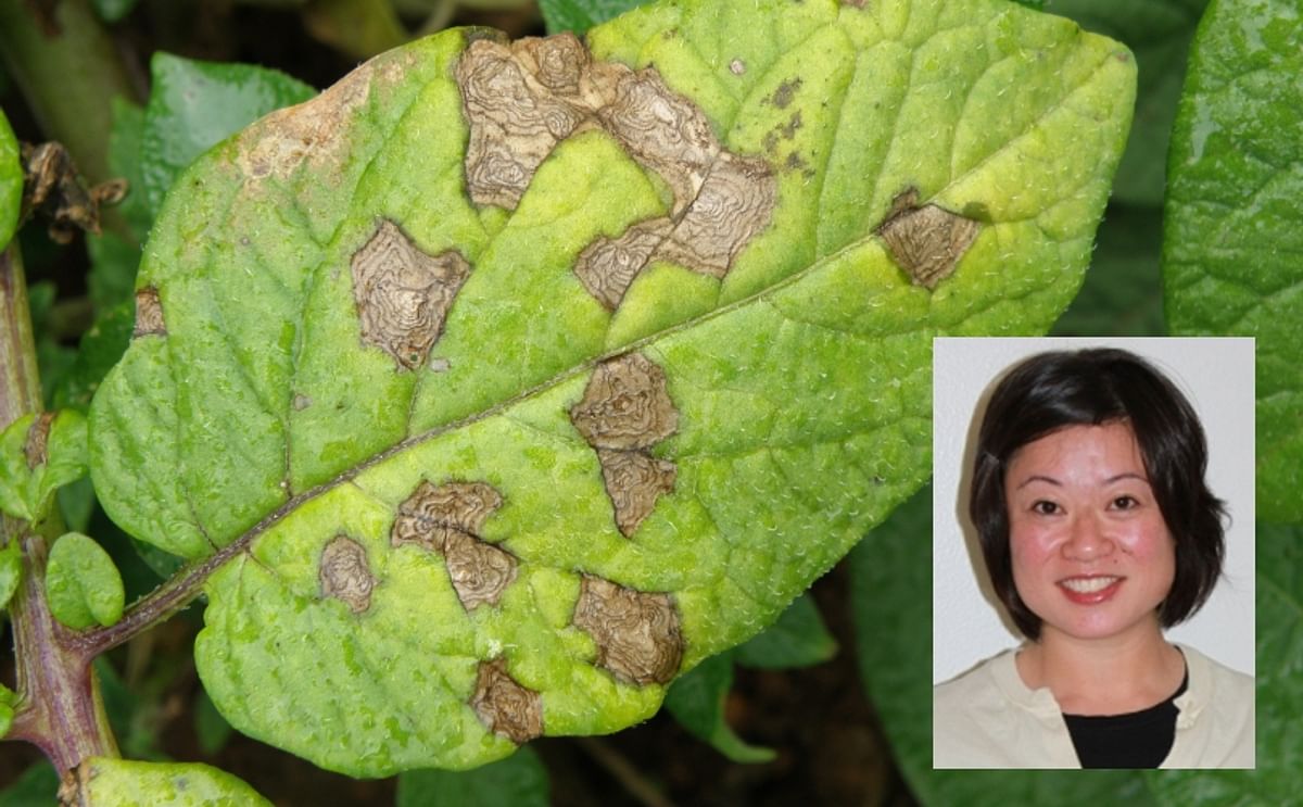 Lydia Tymon, (inset) talks about the best management tactics to prevent resistance in Alternaria species (Early Blight).Main picture shows Early Blight on a potato leaf, clearly showing the typical concentric growth rings.(Courtesy Dept. of Agriculture an
