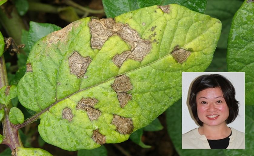 Lydia Tymon, (inset) talks about the best management tactics to prevent resistance in Alternaria species (Early Blight).Main picture shows Early Blight on a potato leaf, clearly showing the typical concentric growth rings.(Courtesy Dept. of Agriculture an