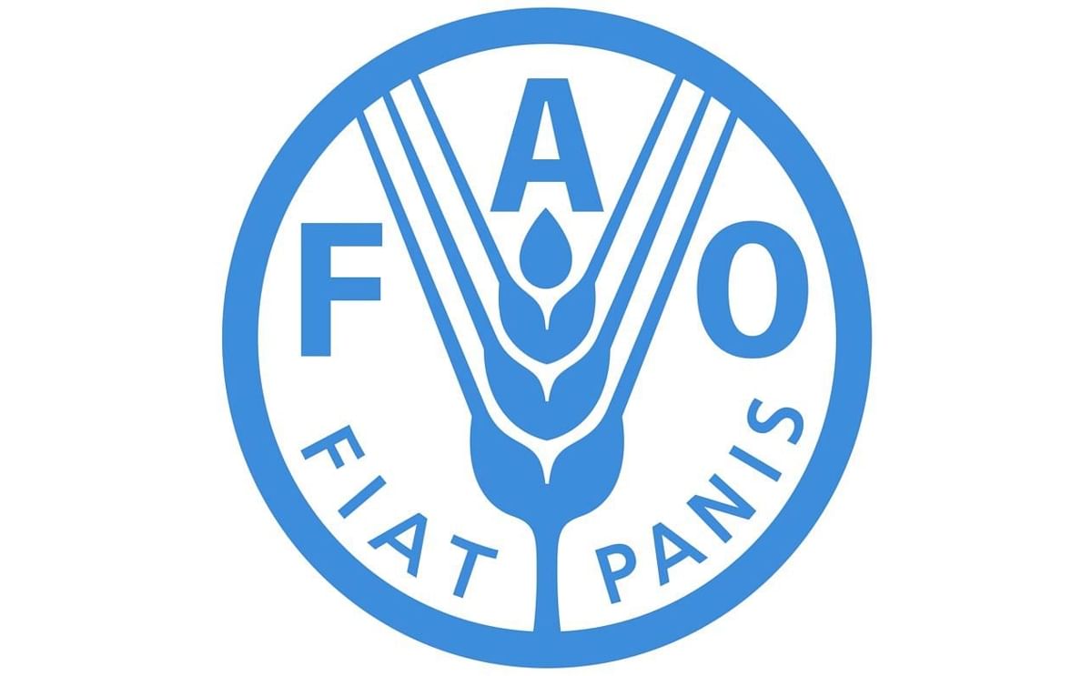 Un programa de la FAO ayuda a fortalecer el cultivo de la papa en Guatemala Un programa de la FAO ayuda a fortalecer el cultivo de la papa en Guatemala
